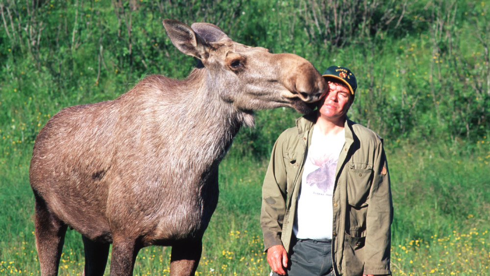 驼鹿主动"舍弃"鹿角的背后,是迫不得已的生存智慧