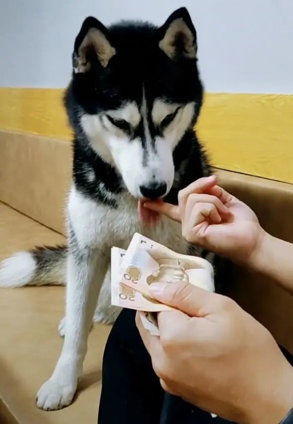 主人当着狗面数钱哈士奇负责清点吐口水撸手有模有样