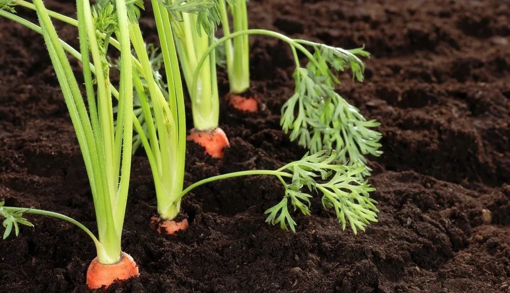 种出高产好品质的胡萝卜对种植地块环境有一定的要求.
