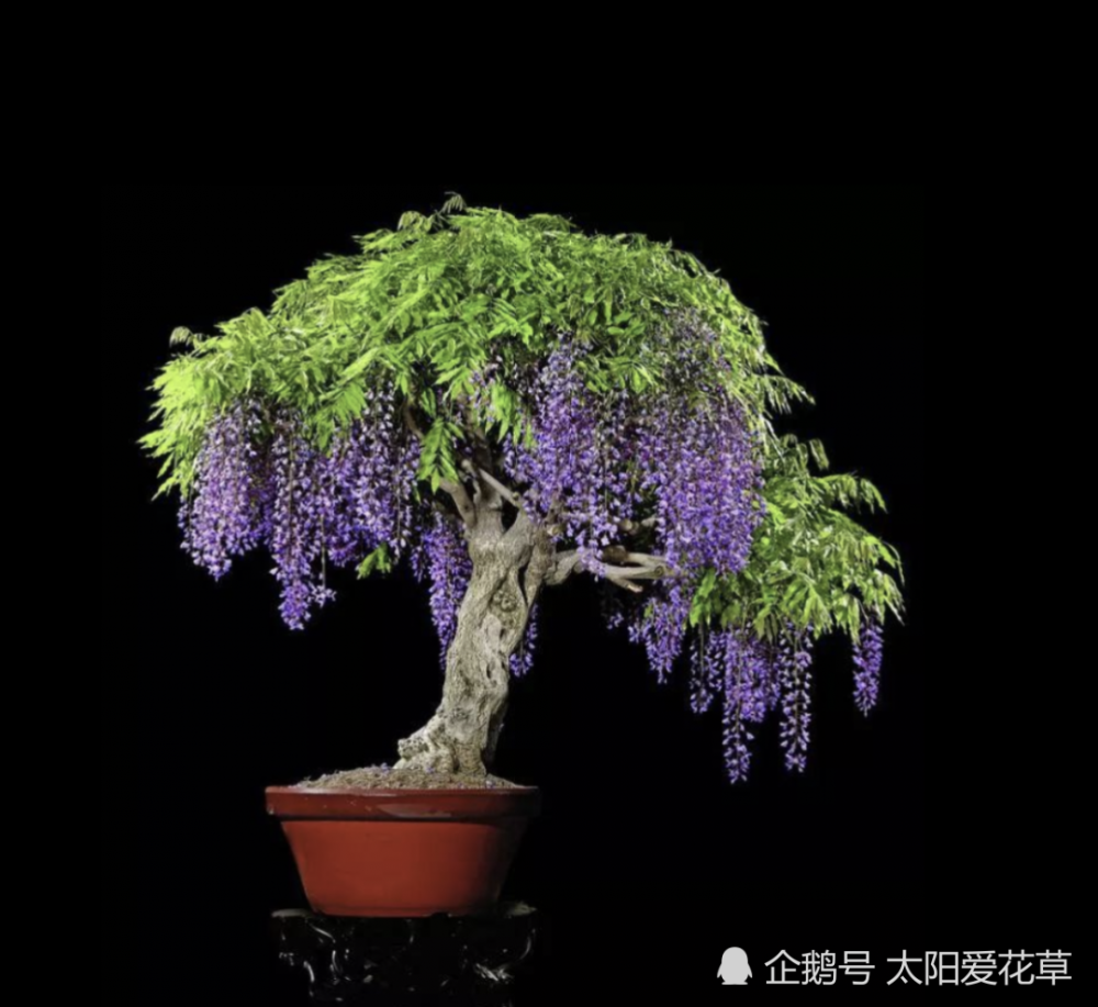 盆栽紫藤怎么养殖?掌握6个方法,春季开花美丽极了