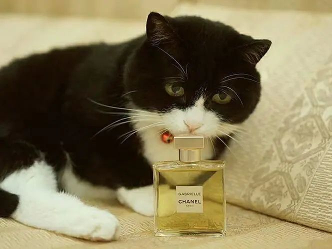 猫咪还容易因接触香水中所含的油除了呼吸和消化问题外一天舔自己的毛
