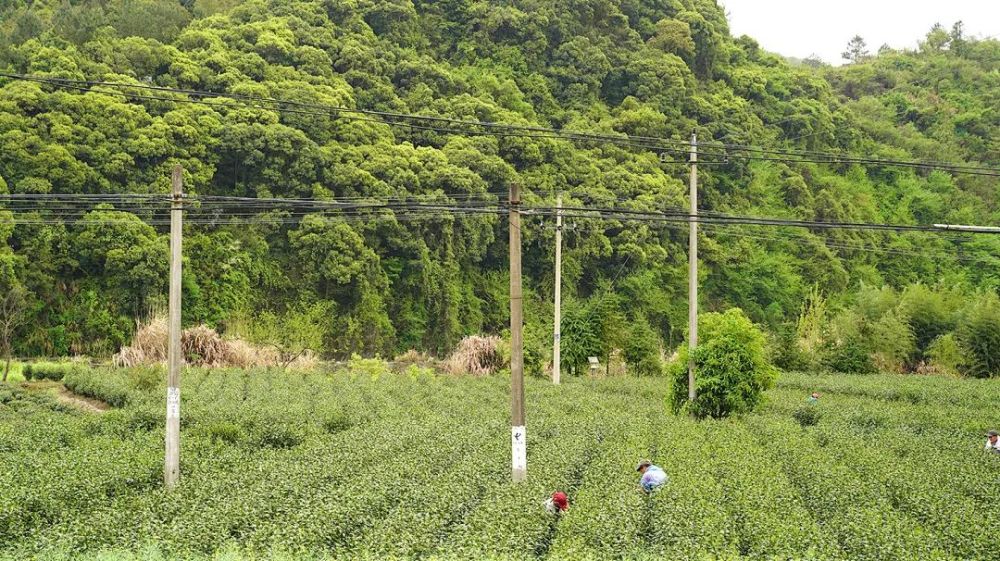 旅 徽州山野中的春香 腾讯新闻