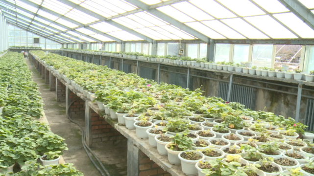 【迈好第一步 见到新气象】奎屯市园林管理处开展春季大棚绿植培育