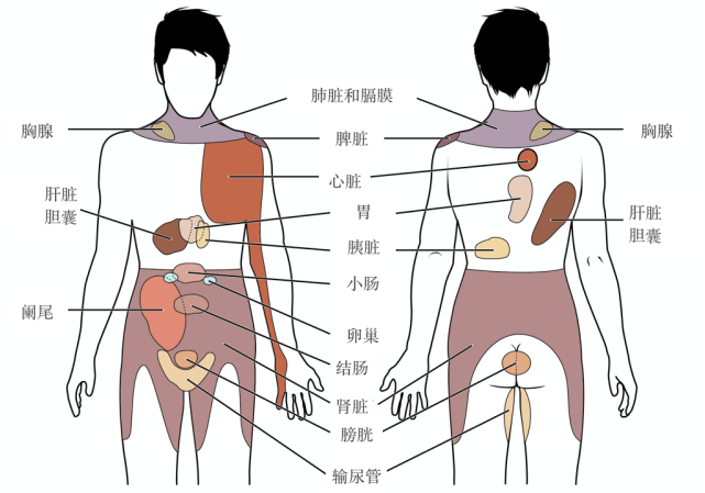 感觉检查概述