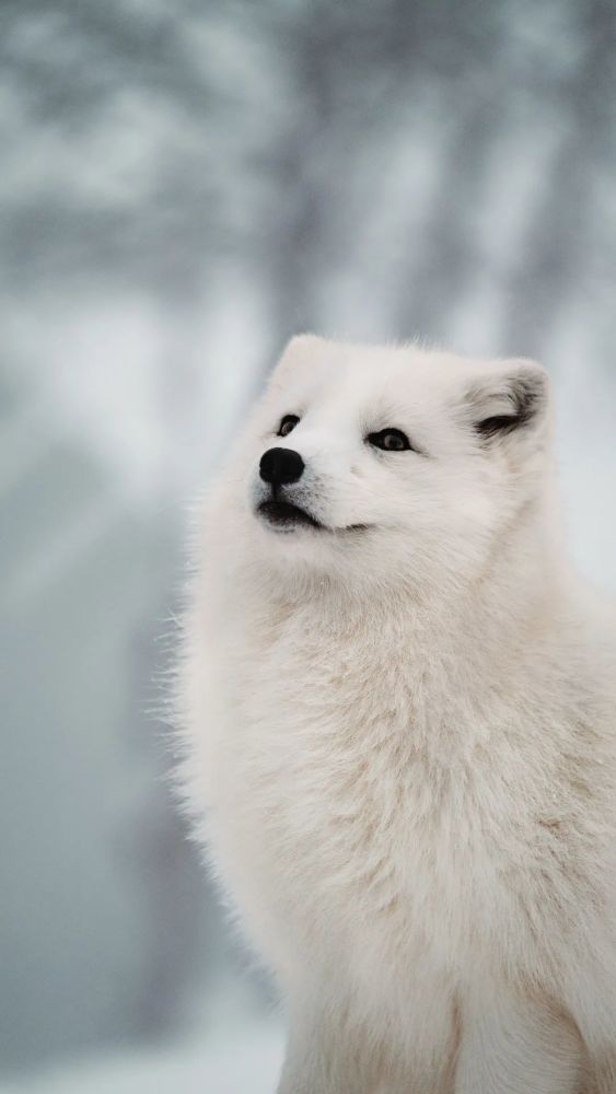 壁纸 萌宠狗子 腾讯新闻