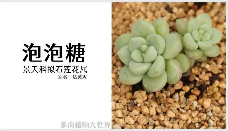 泡泡糖 景天科拟石莲花属多肉植物 又叫达芙妮 小型品种易群生 腾讯新闻