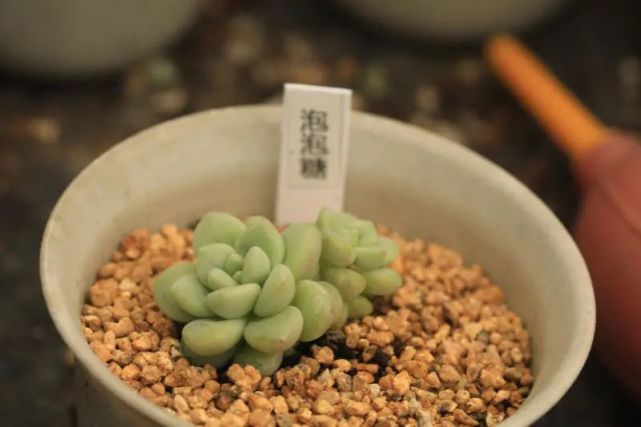 泡泡糖景天科拟石莲花属多肉植物又叫达芙妮小型品种易群生