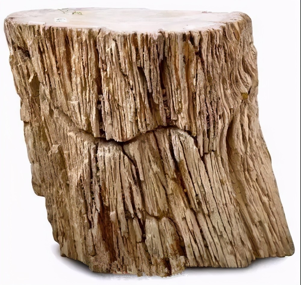 超クラシック】1億5000年前の古代樹木化石（珪化木）