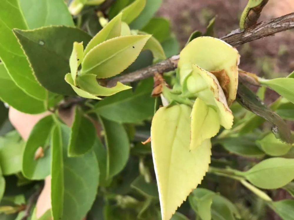 5,茶苞6,脆甜可口的刺苔■ ■ ■在山上走了一趟满载而归把儿时的美味