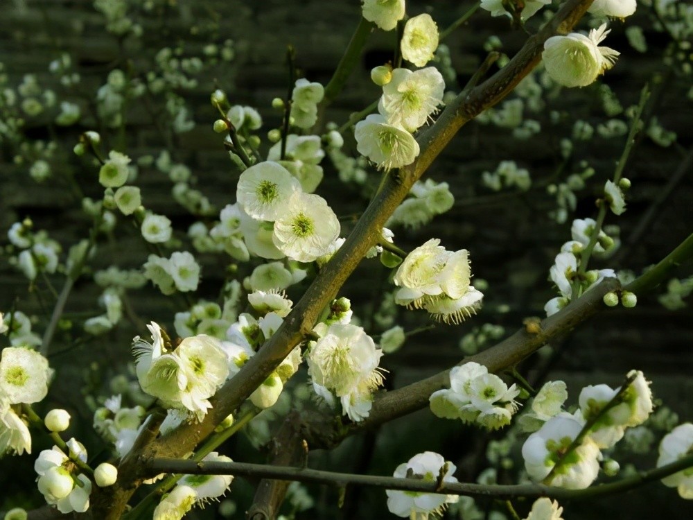 甄嬛至死都不明白为啥果郡王家中会种碧色梅花纯元才知道