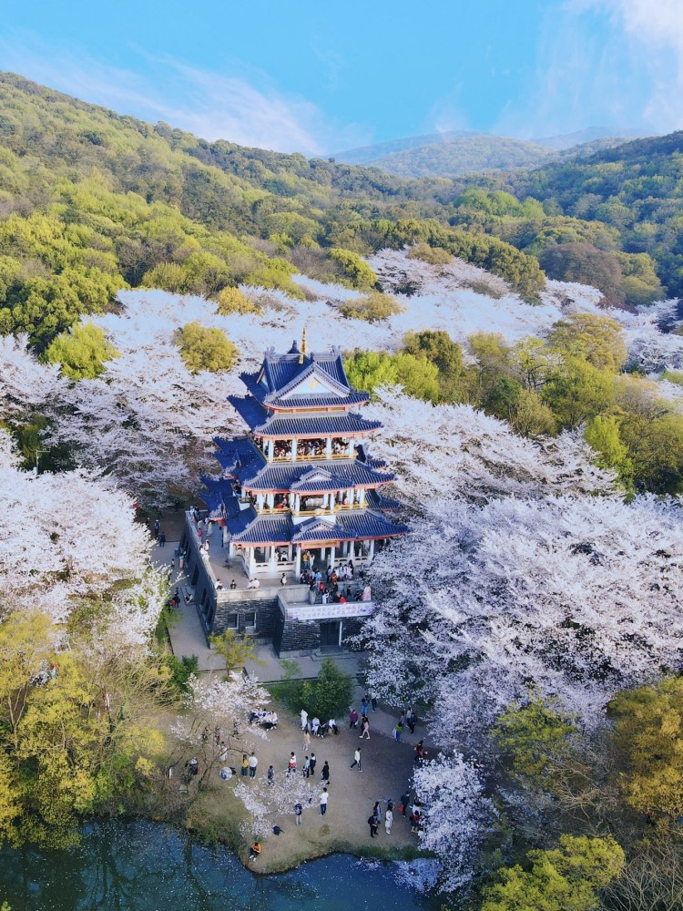 花见61鼋头渚丨暖风和煦无锡秘境里的一场约定