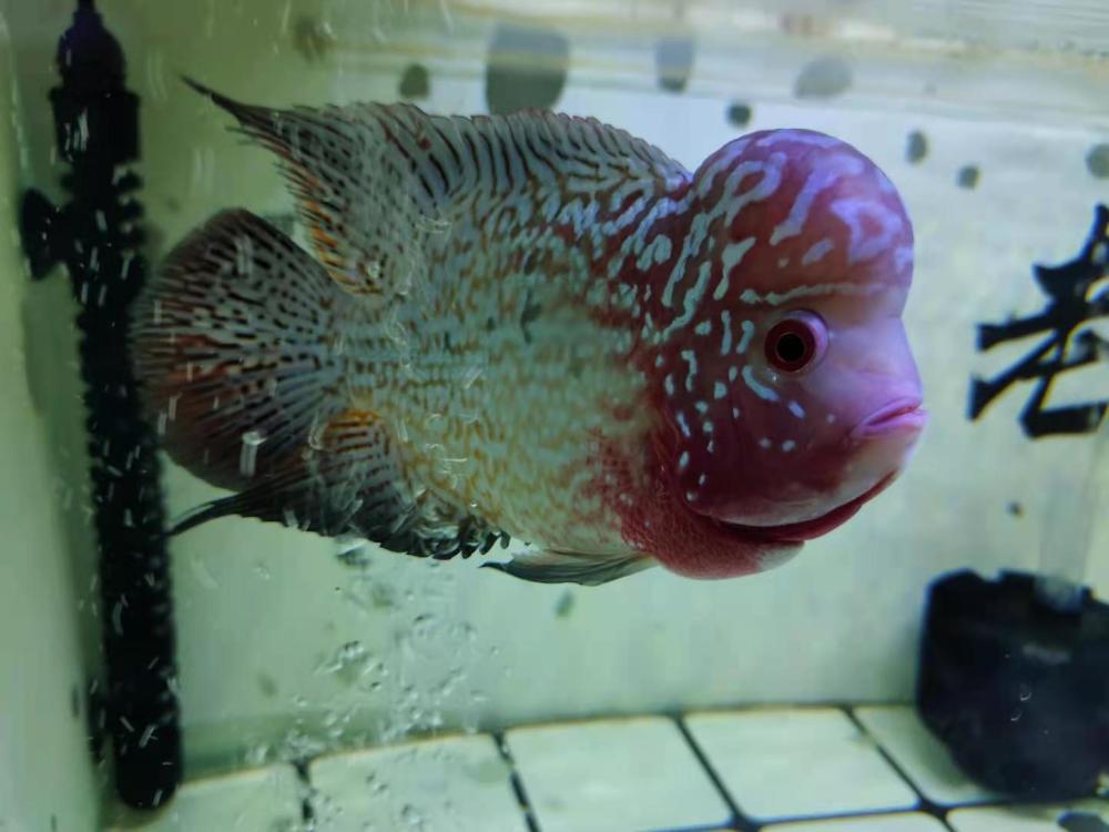 几种观赏鱼病常见治疗方法,严重的根本无药可医,治好了那是奇迹