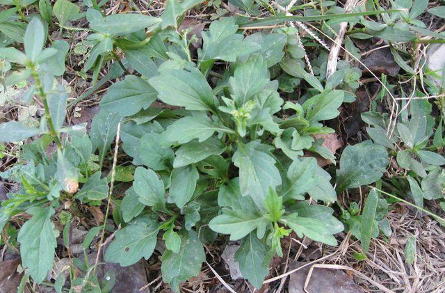 人称"鸡儿肠",4月野生可挖,一斤10元热卖,敢种的却不多_腾讯新闻