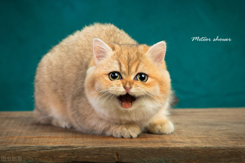 反差萌超迷人撒娇超可爱让人无法拒绝的4个星座男