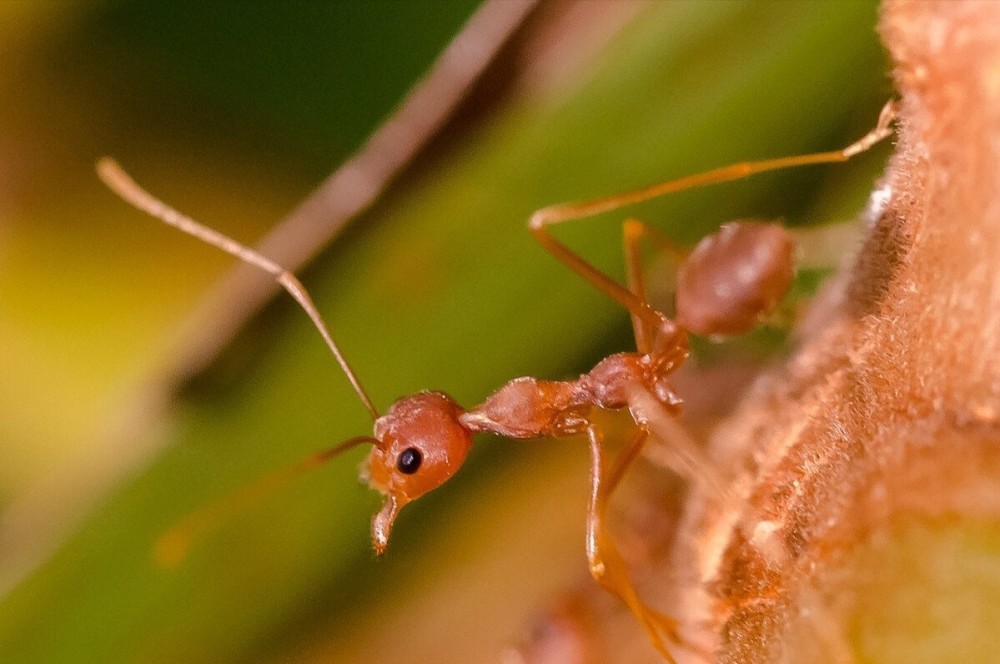 警惕这个最毒的蚂蚁村民被红火蚁咬后休克