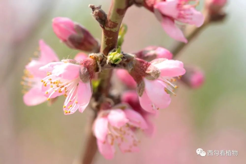 北京的桃花 直枝型品种群 腾讯新闻