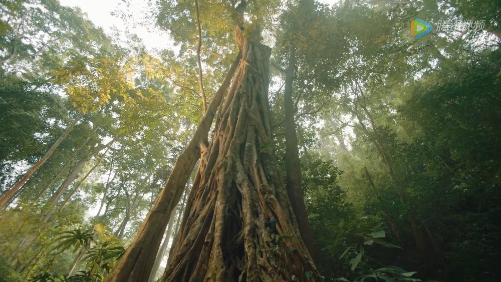 司藤双结局收官秦放司藤终相守颜福瑞孙子年纪太谜
