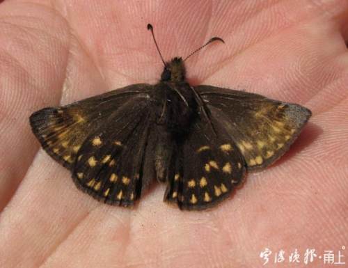 在四明山山顶区域,布莱荫眼蝶的春型个体已经开始出现,这也是眼蝶科