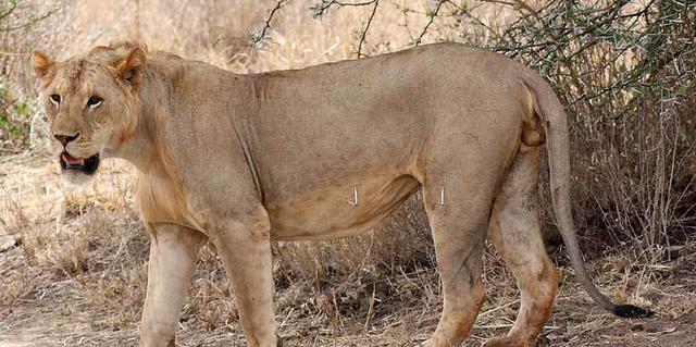 100年前两头食人狮曾吃掉135人被捕杀后模样仍让人恐惧