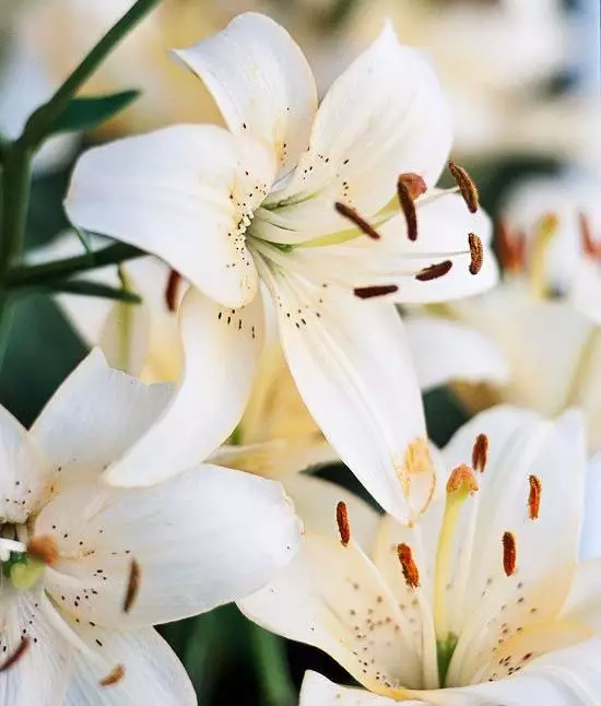 春季賞花各種花的英文及花語你知道嗎