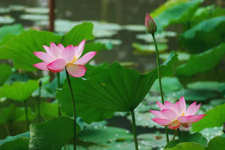 春季赏花 各种花的英文及花语 你知道吗 腾讯新闻