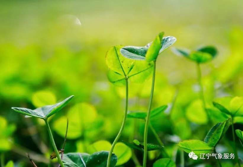 總之,在春天到來之前,氣溫還會經過幾輪升降,提示大家關注天氣變化