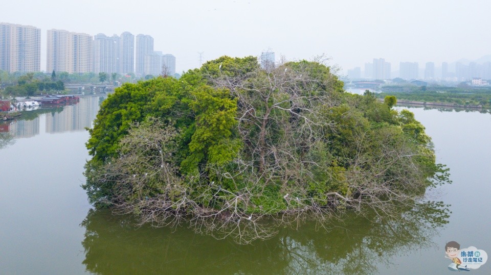 在浙江温州的市区，至今依然保存着国内稀有的城市生态资源