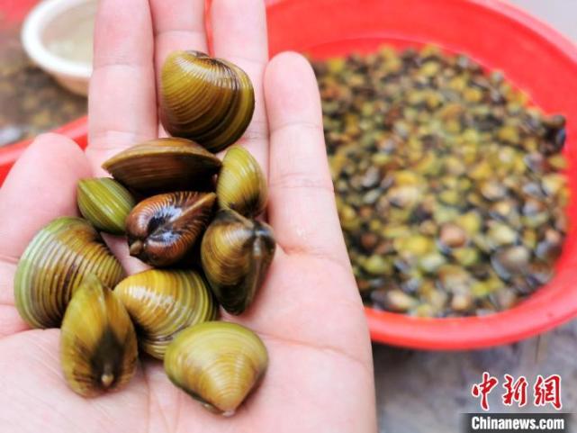 广东侨乡江门清明“黄沙蚬”肉肥味鲜 食客接踵而至_腾讯新闻