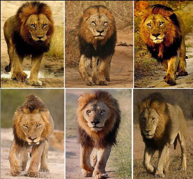 称霸非洲的"坏男孩"雄狮联盟