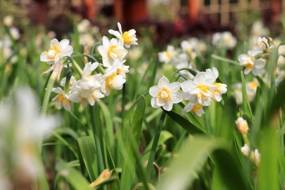你好 花博 上海唯一 双地理标志 特色花卉 正在南园反季绽放 腾讯新闻