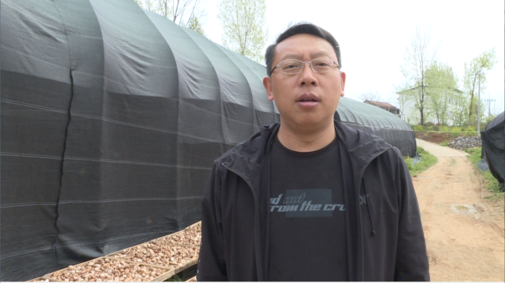【走向我们的小康生活】 谭山镇:高效发展香菇产业 持续助推群众增收