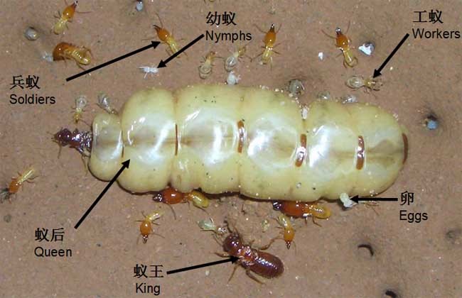 上海灭白蚁公司告诉你没有抓到蚁后的灭蚁都是无效的