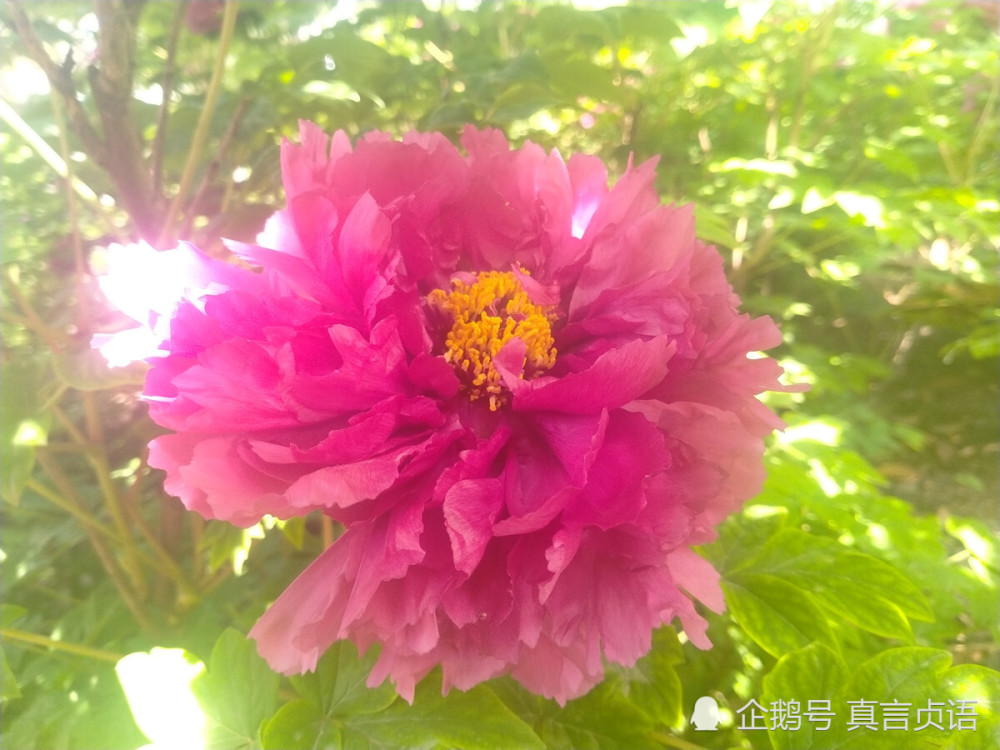 殷忠贤原创组诗 赞洛阳牡丹丨咏冬 腾讯新闻