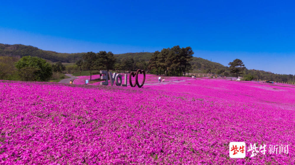 這兩天,鎮江句容天王鎮芝櫻小鎮裡的400畝芝櫻花陸續進入了盛花期,山