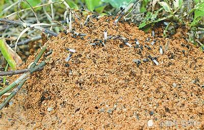 无敌天团红火蚁难题它是怎么来到中国的应该怎么治