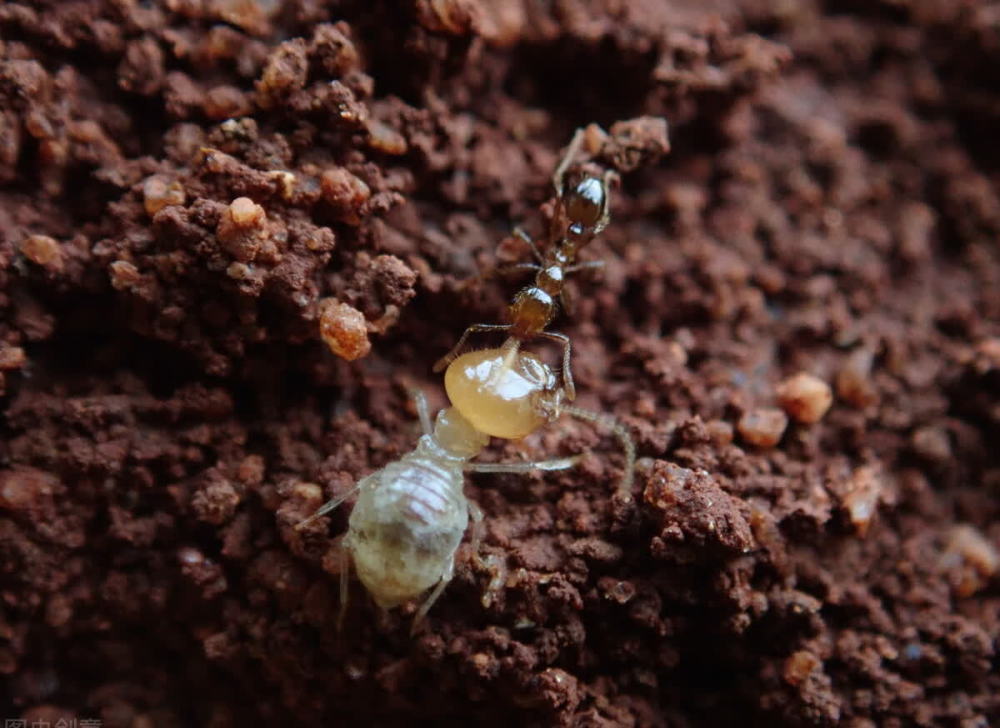 毒液2百度云手机版网盘1280p中字超清无删减资源