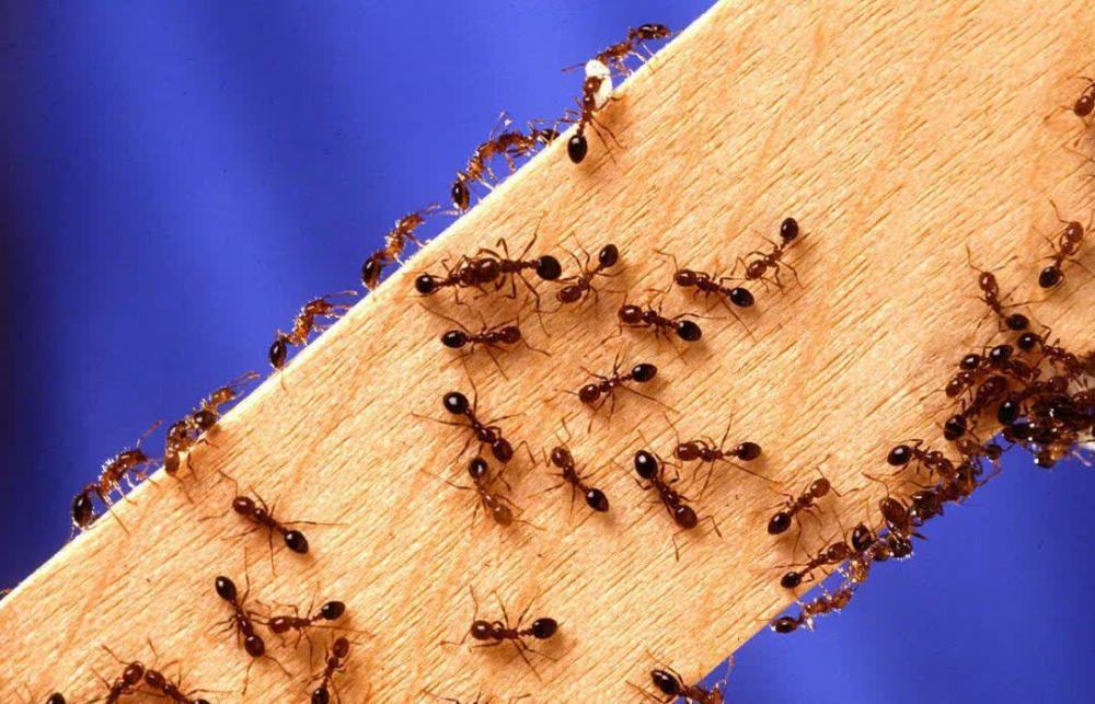红火蚁的"嚣张":300米高空交配,毒液致人死亡,如何防治?
