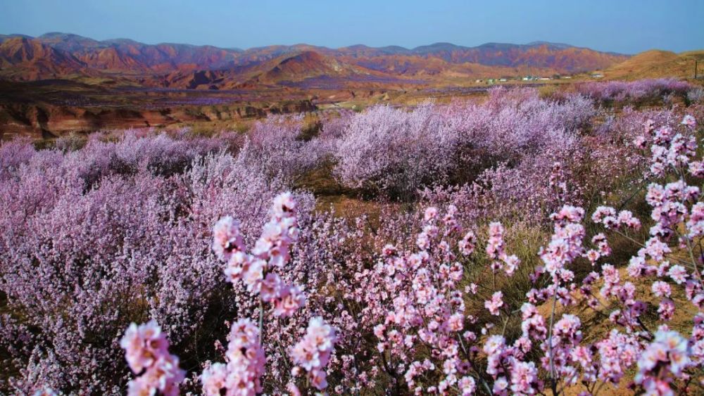 不是预告固原彭阳的山花真开了