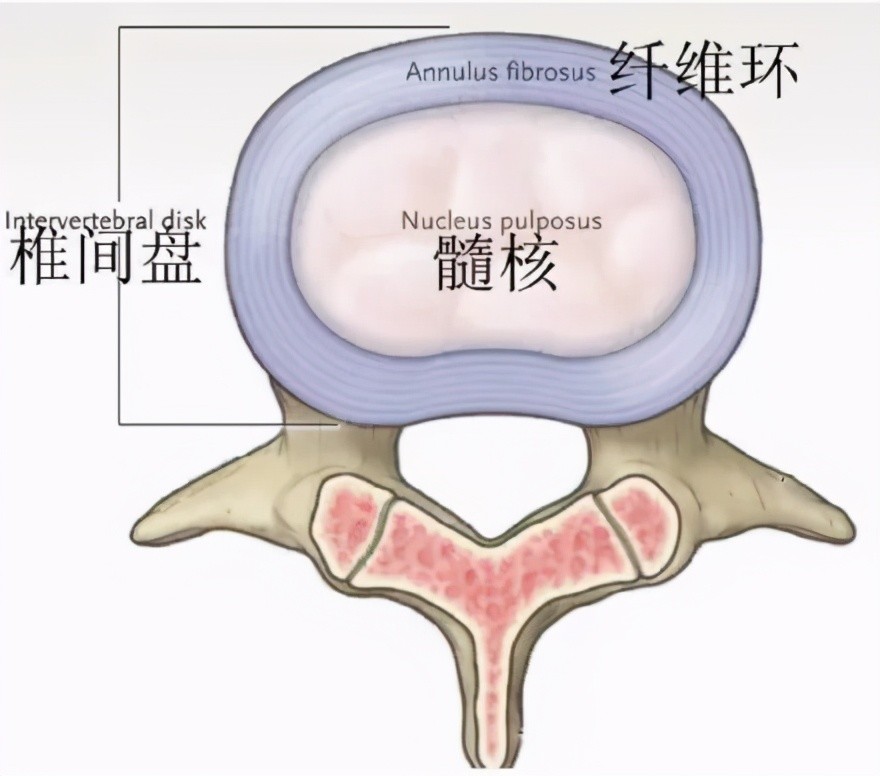 椎间盘构成图片