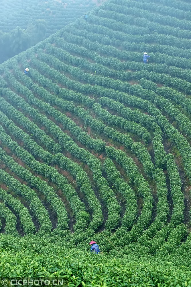 以上图片:2021年4月4日,茶农在浙江省淳安县大墅镇一高山茶园采茶.