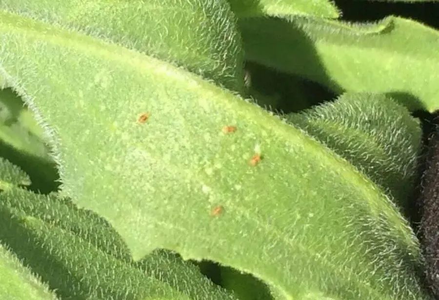 129团2021年早春病虫害发生动态及防控建议