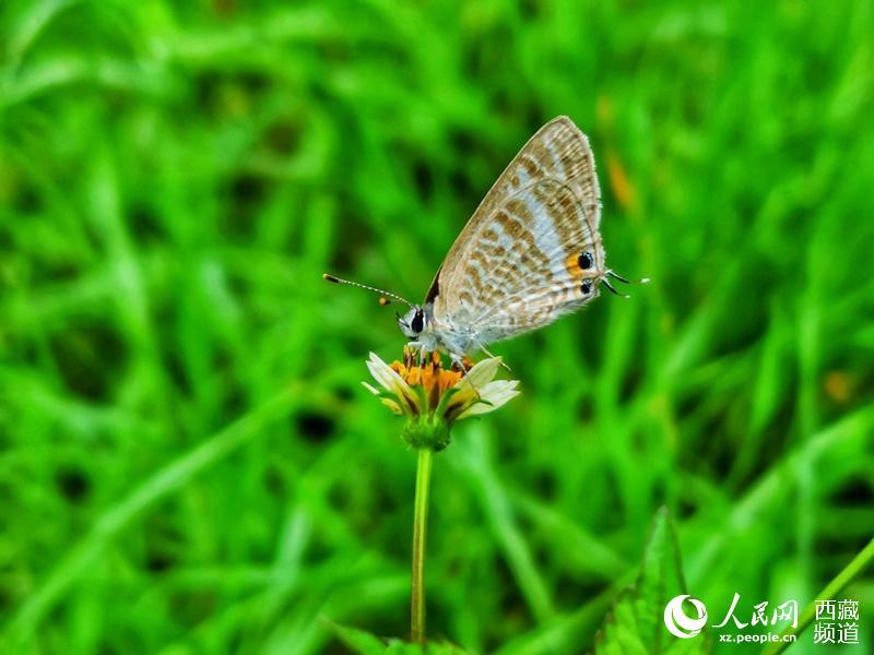 西藏蝴蝶:大自然的舞姬