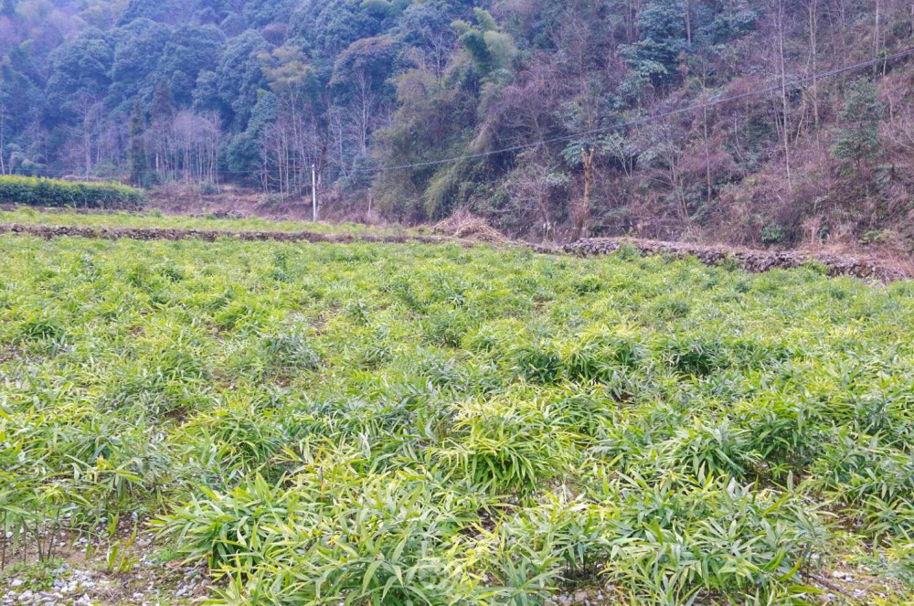 滇信堂黄精种植扶持农村发展加快农民增收