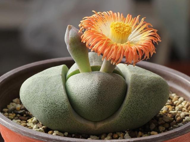 外形酷似元宝的多肉帝玉,入手一颗奇特的双头,盛开的