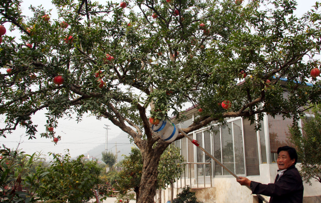 庭院种树栽这3样镇宅招财年年开花挂果忒喜庆