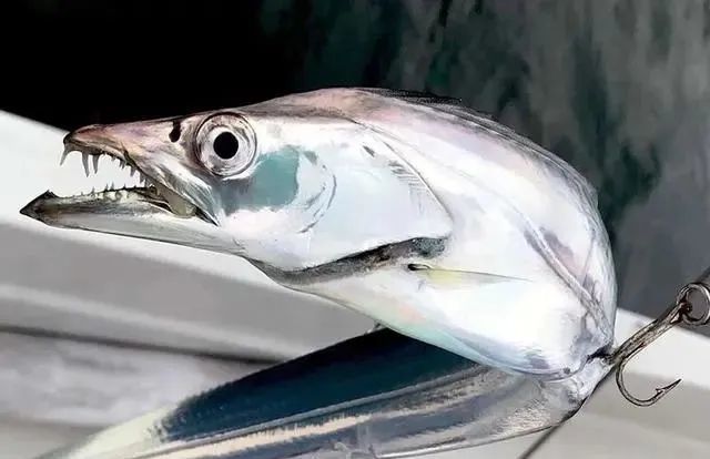 三月天,带鱼鲜.