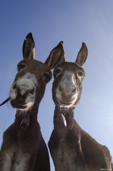 马和驴子明明有生殖隔离,为什么还能生下骡子?