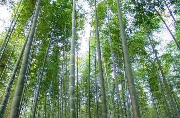 全球"竹中之王"在我国,粗如水桶高达数十米,其实它只是一种草