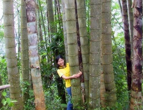 傣语称其为"埋博",一般认为只存在于我国,属于我国特有的一种竹子种类