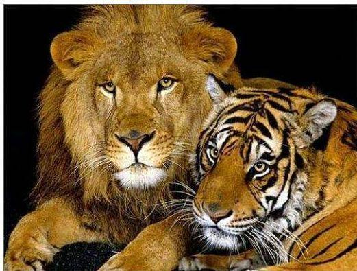 被人称为最大的猫科动物,但严格来说,狮虎兽或者虎狮兽并不能称为是单